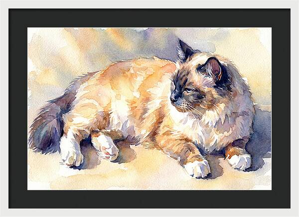 Birman Cat Relaxing In Sunlight