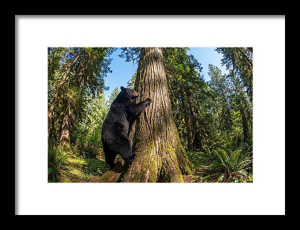 Black Bear Climbing A Tree