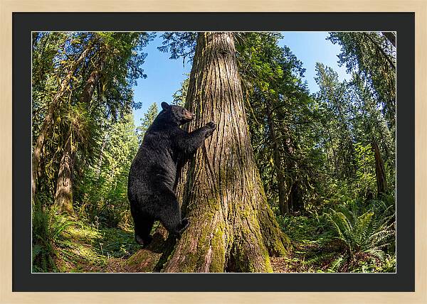 Black Bear Climbing A Tree