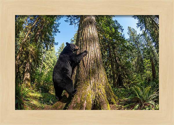 Black Bear Climbing A Tree