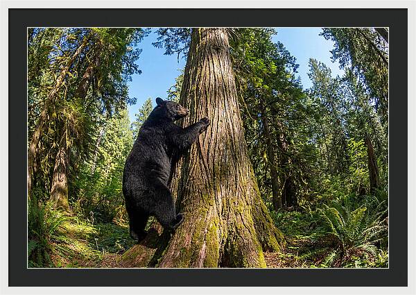 Black Bear Climbing A Tree