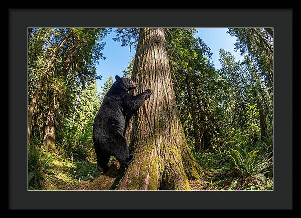 Black Bear Climbing A Tree