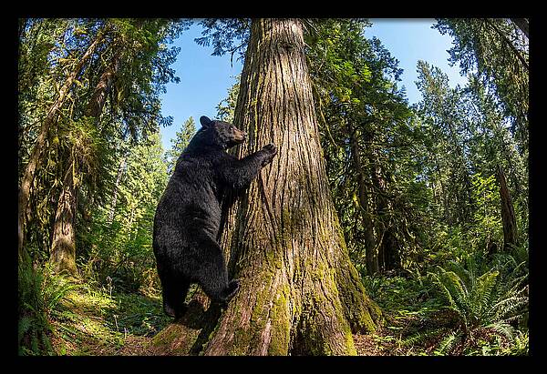 Black Bear Climbing A Tree