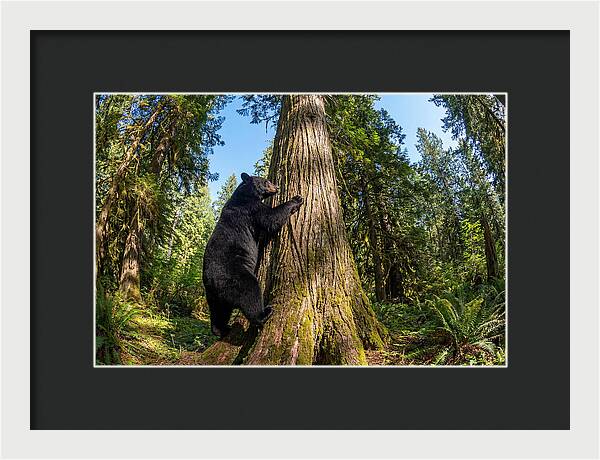 Black Bear Climbing A Tree