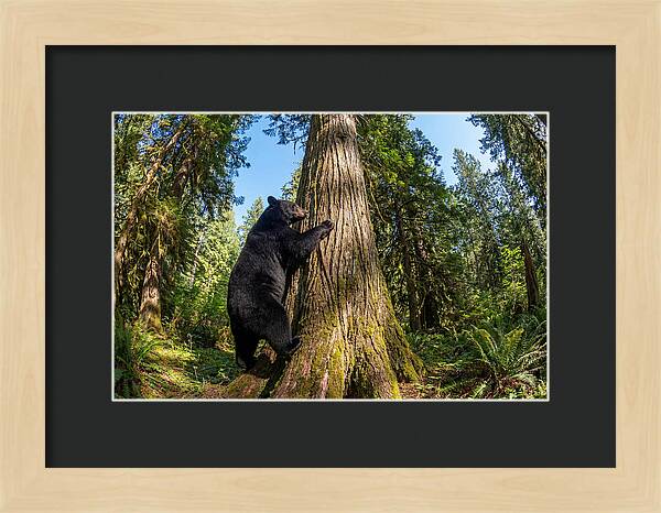 Black Bear Climbing A Tree