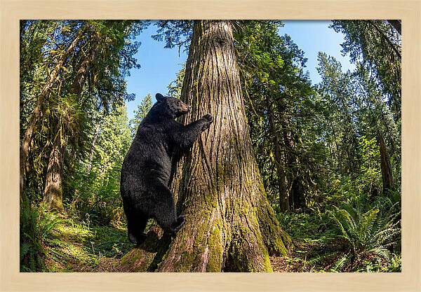 Black Bear Climbing A Tree