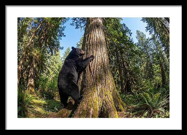Black Bear Climbing A Tree