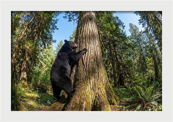 Black Bear Climbing A Tree