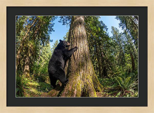 Black Bear Climbing A Tree