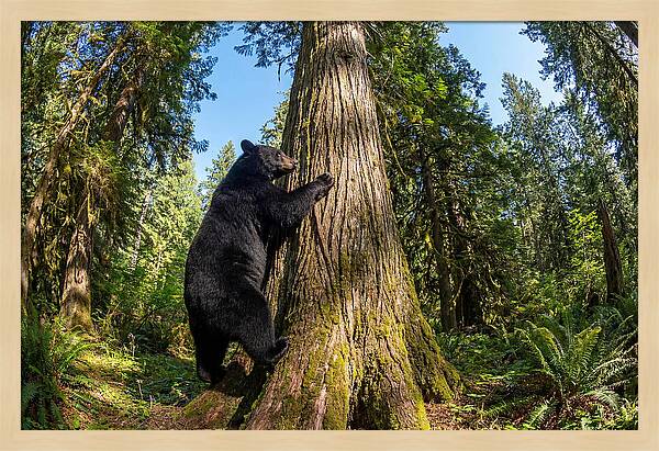 Black Bear Climbing A Tree