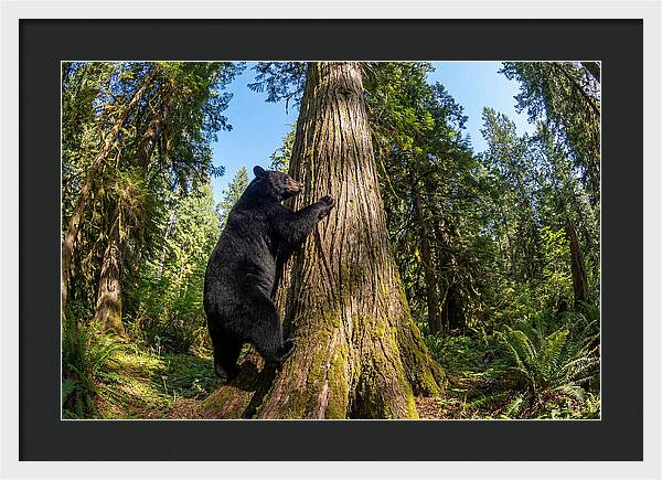 Black Bear Climbing A Tree