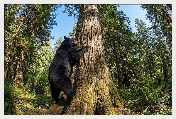 Black Bear Climbing A Tree