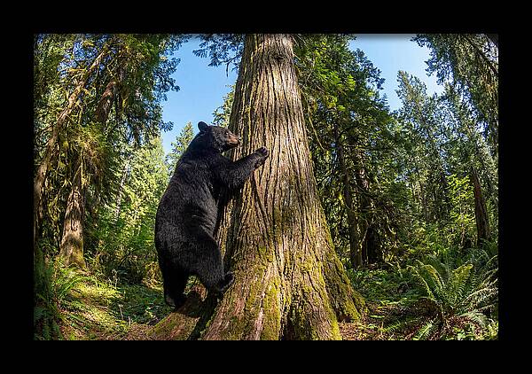Black Bear Climbing A Tree