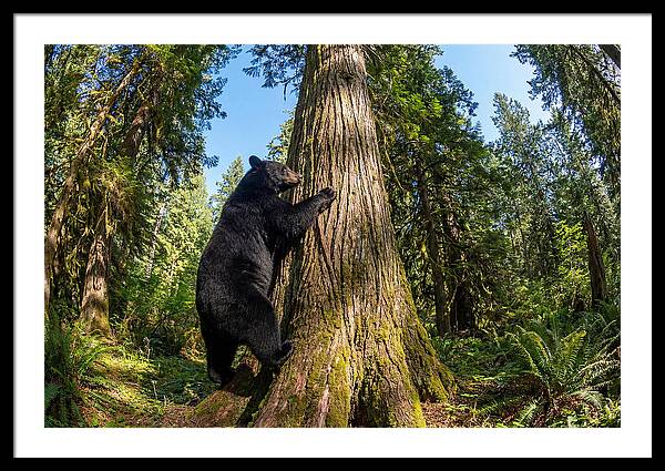 Black Bear Climbing A Tree