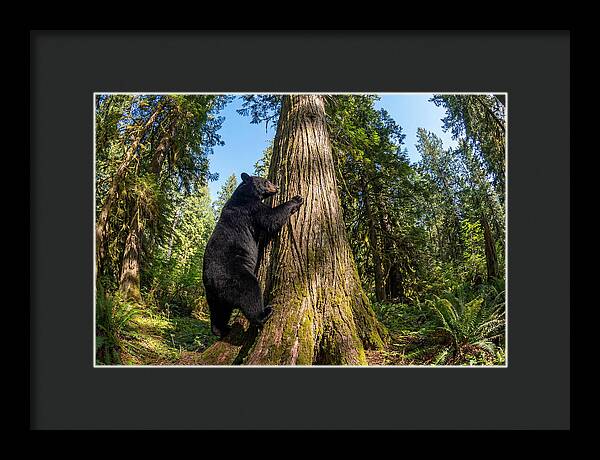 Black Bear Climbing A Tree