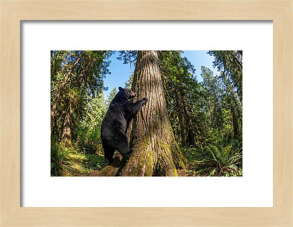 Black Bear Climbing A Tree
