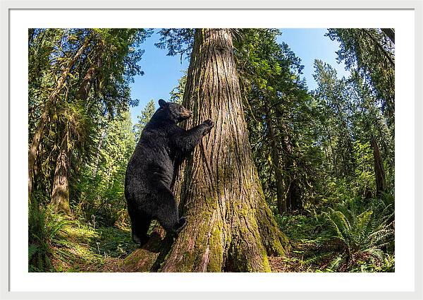 Black Bear Climbing A Tree