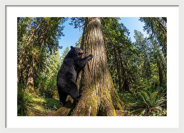 Black Bear Climbing A Tree