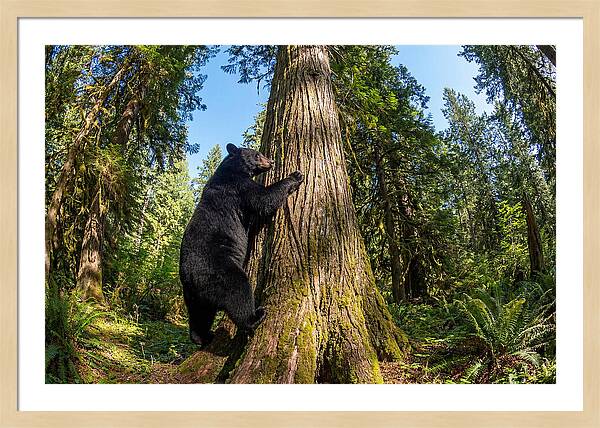 Black Bear Climbing A Tree