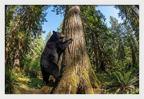 Black Bear Climbing A Tree