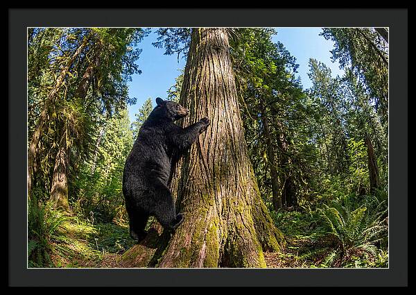 Black Bear Climbing A Tree