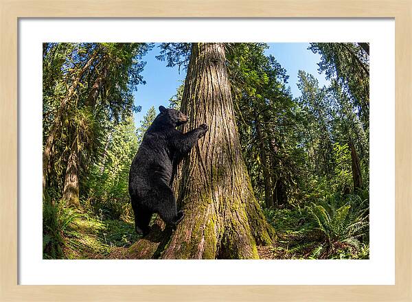 Black Bear Climbing A Tree