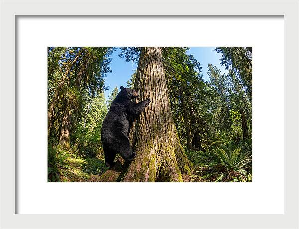 Black Bear Climbing A Tree