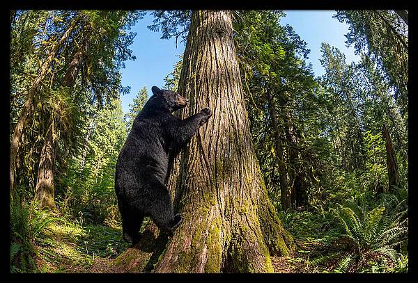 Black Bear Climbing A Tree