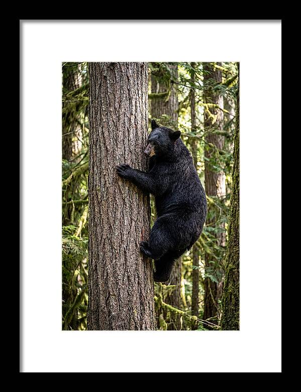 Black Bear Climbing Tree