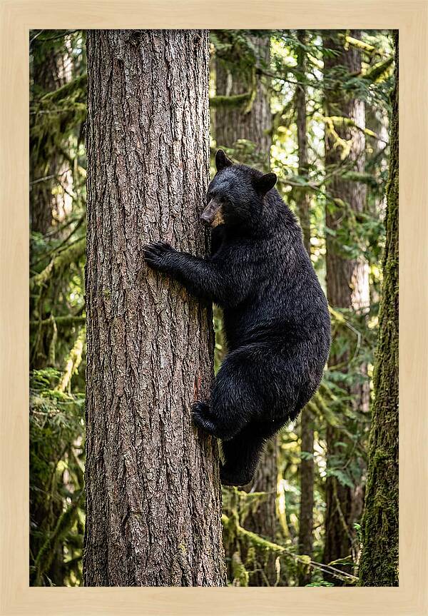 Black Bear Climbing Tree