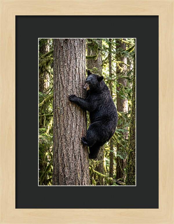 Black Bear Climbing Tree