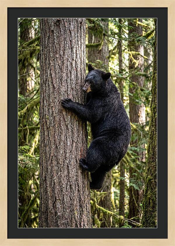 Black Bear Climbing Tree