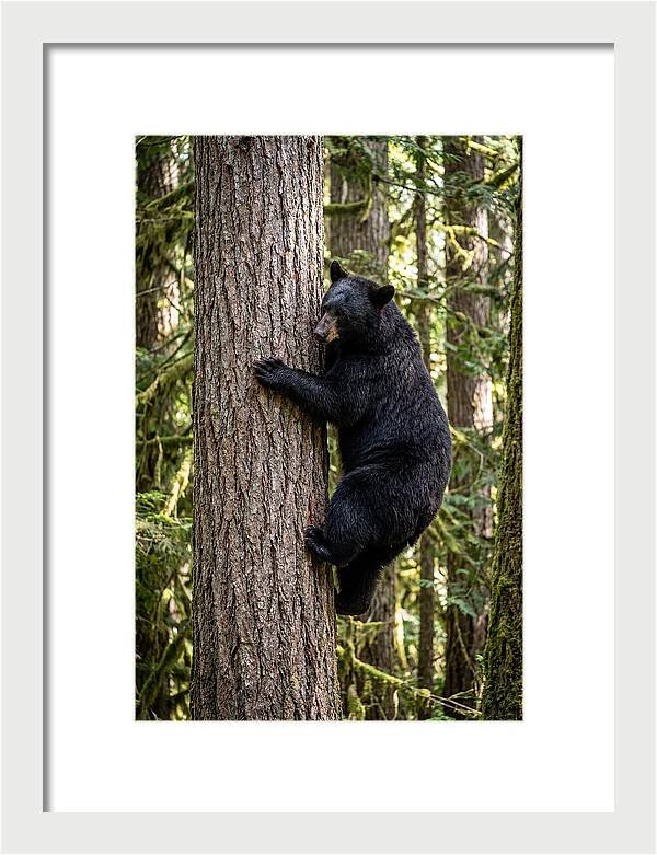 Black Bear Climbing Tree