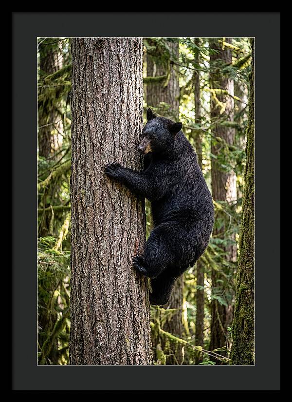 Black Bear Climbing Tree