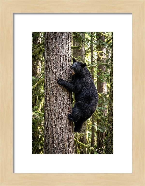 Black Bear Climbing Tree
