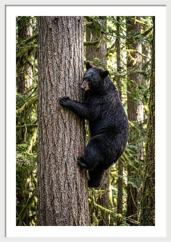 Black Bear Climbing Tree