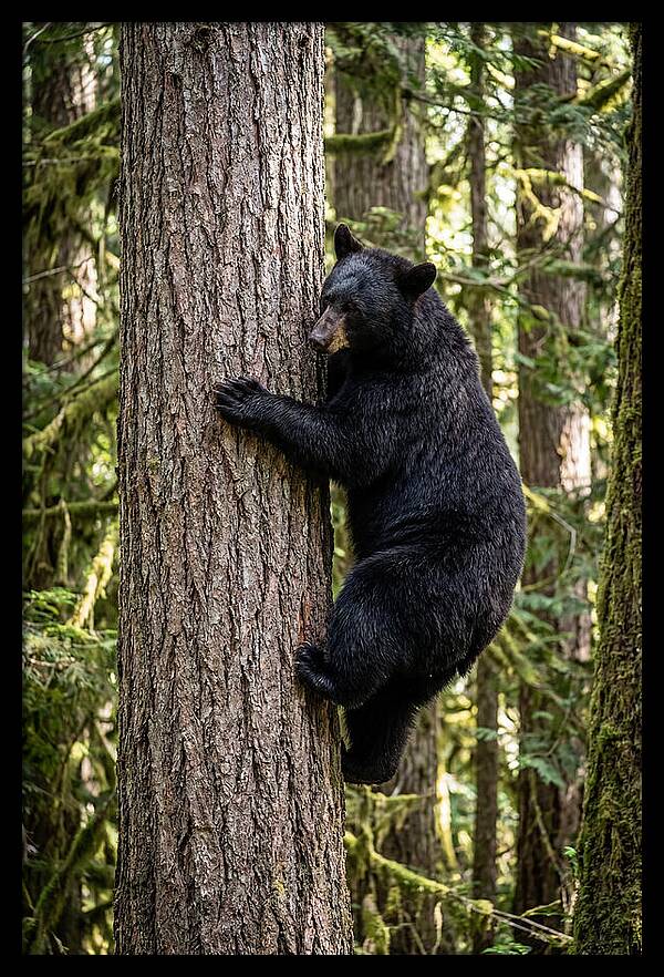 Black Bear Climbing Tree