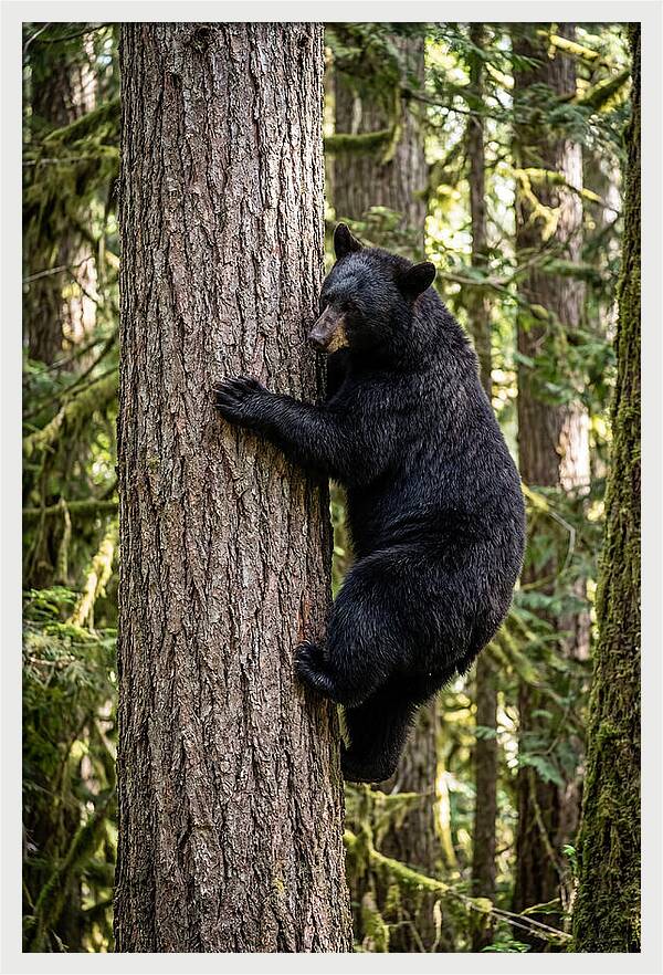 Black Bear Climbing Tree