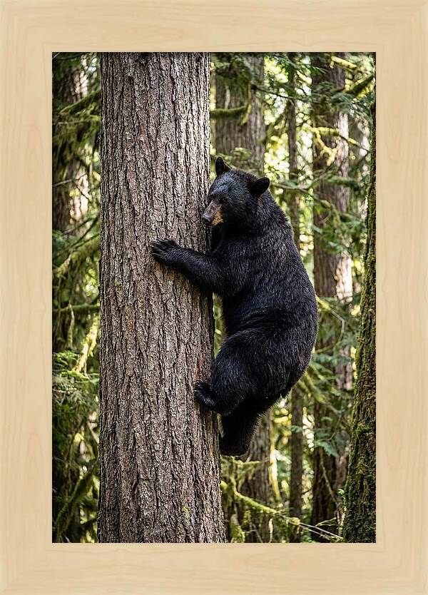 Black Bear Climbing Tree