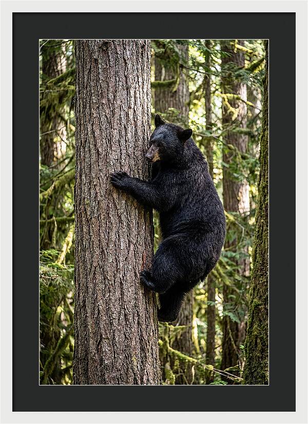 Black Bear Climbing Tree