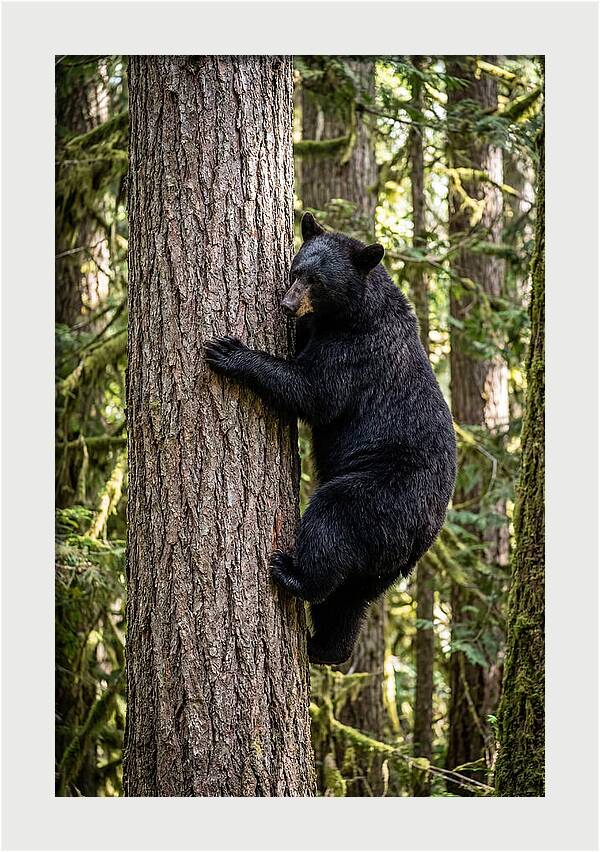 Black Bear Climbing Tree
