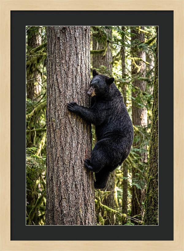 Black Bear Climbing Tree
