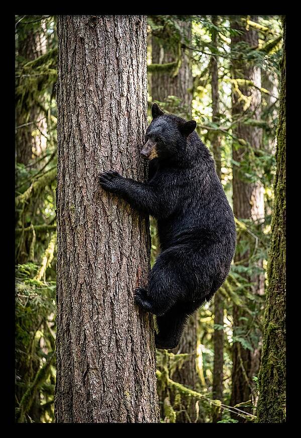 Black Bear Climbing Tree