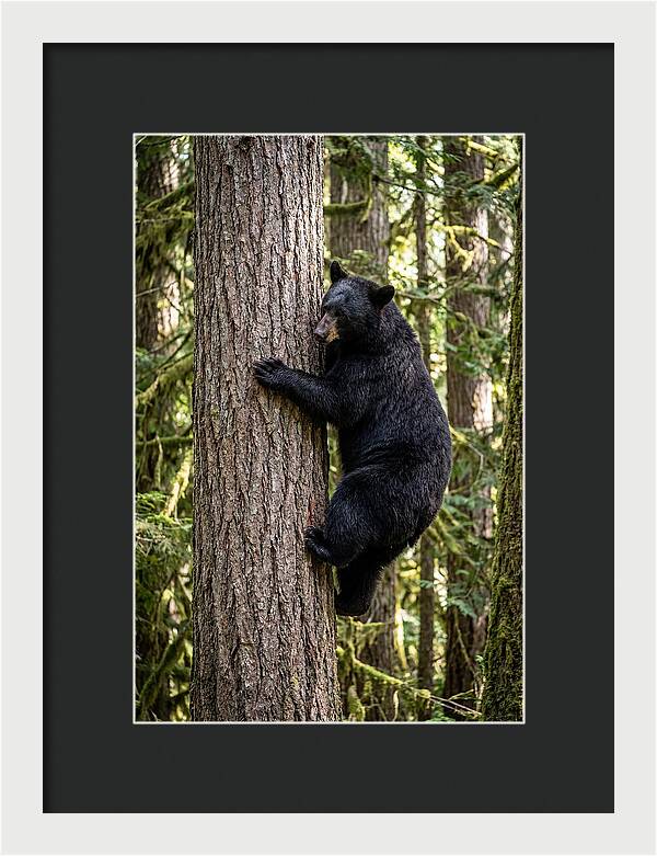Black Bear Climbing Tree