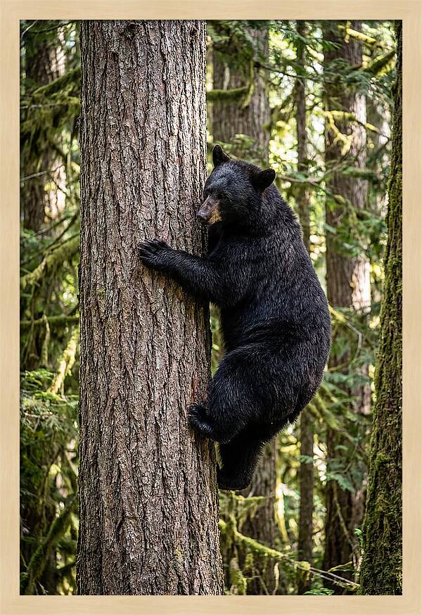Black Bear Climbing Tree