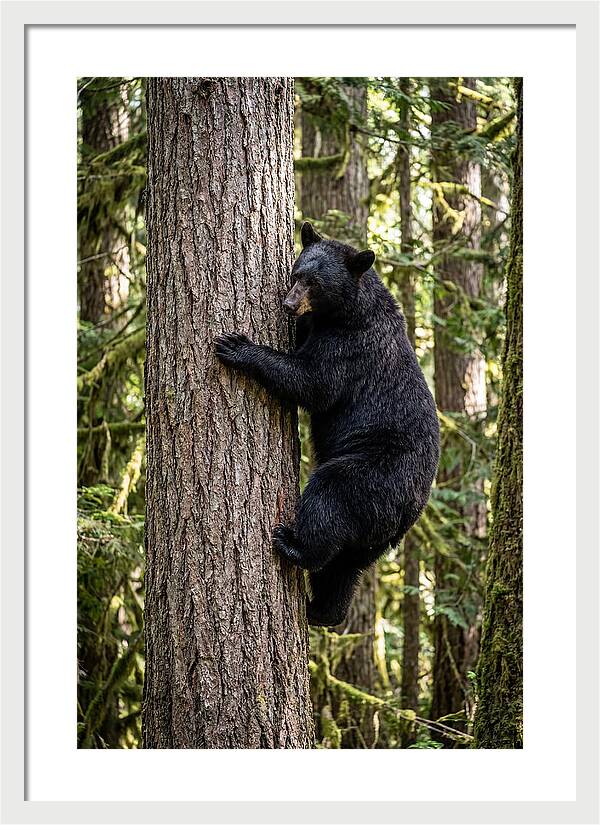 Black Bear Climbing Tree