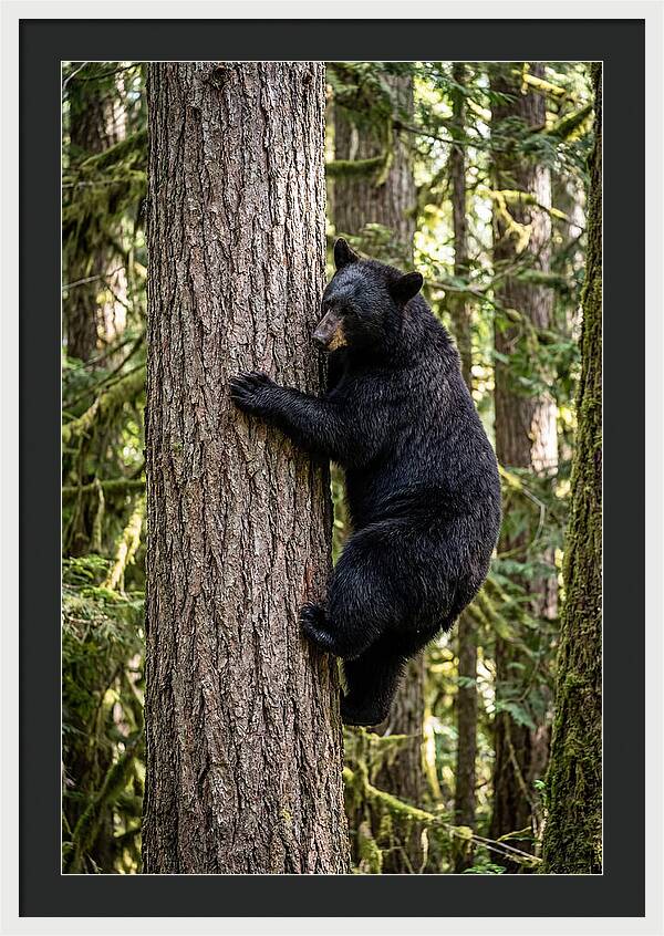 Black Bear Climbing Tree