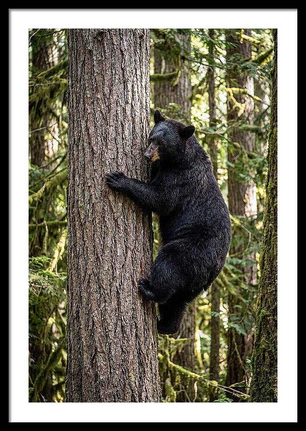 Black Bear Climbing Tree