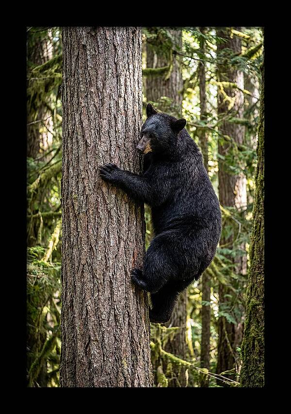 Black Bear Climbing Tree