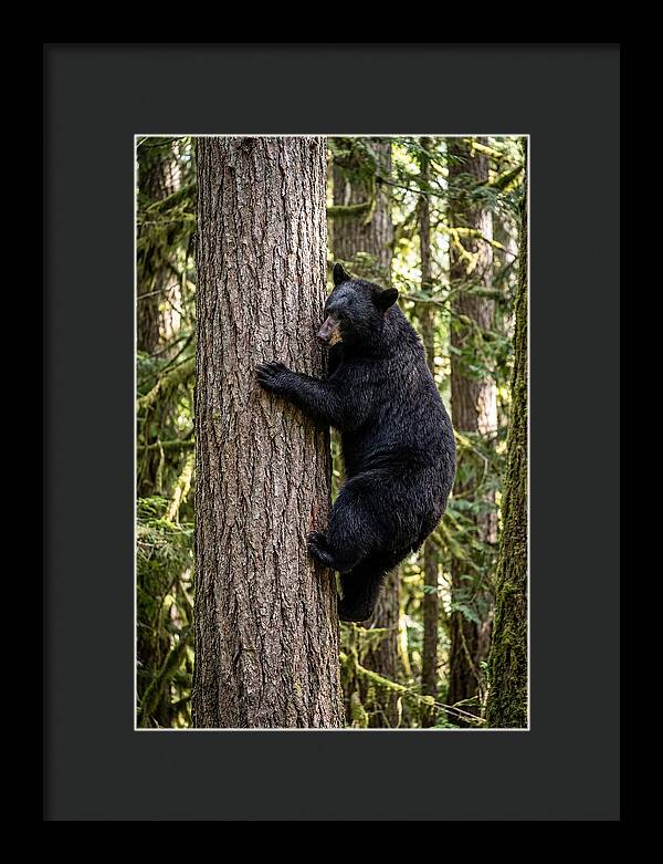 Black Bear Climbing Tree
